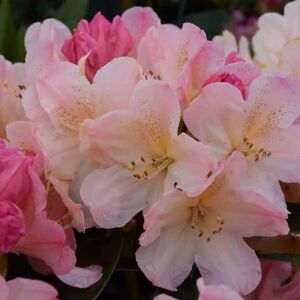 Rhododendron 'Percy Wiseman' 40-60 cm